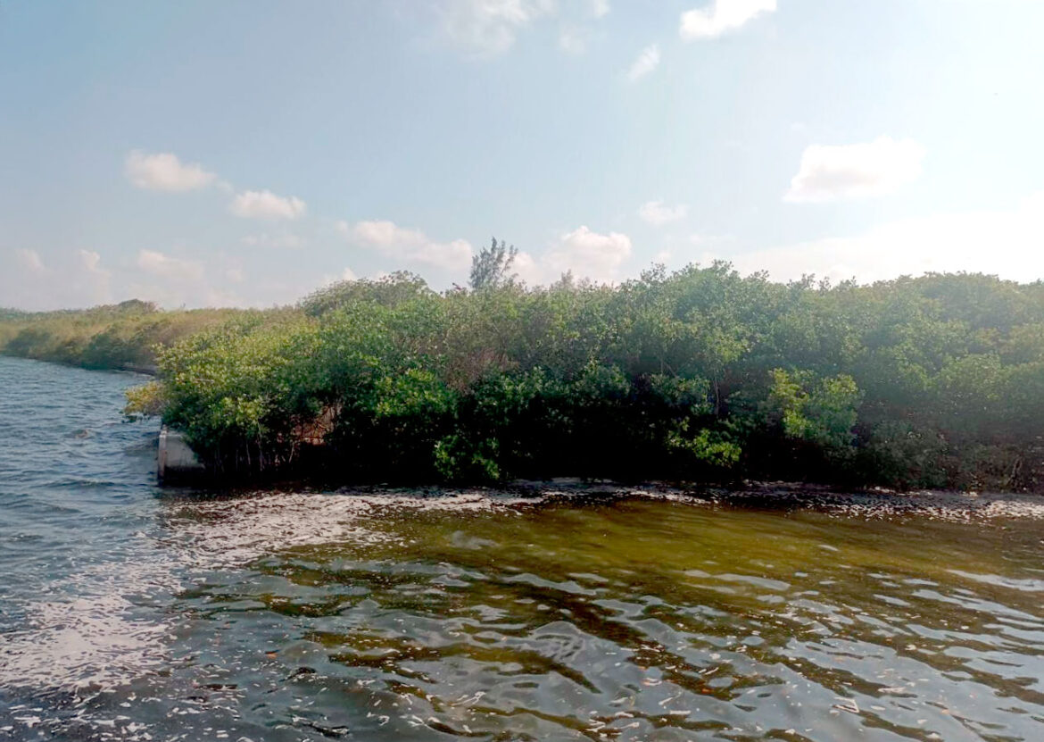 Vista de manglares en la ciudad de Cancún, en el sudoriental estado de Quintana Roo. México quiere usar los ecosistemas para capturar carbono y así sustentar su política de reducción de emisiones. Imagen: Emilio Godoy / IPS.